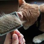 cara mengatasi bulu kucing rontok