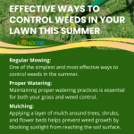essential lawn pre emergent guide prevent weed infestations