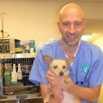 olympia emergency vet 24 7 emergency veterinary care