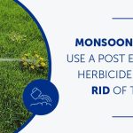 post emergent weed control eradicate weeds effectively