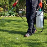 pre emergent weed control keep your lawn weed free