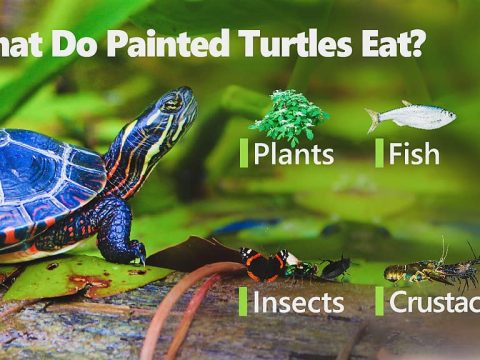 painted turtle food in the wild