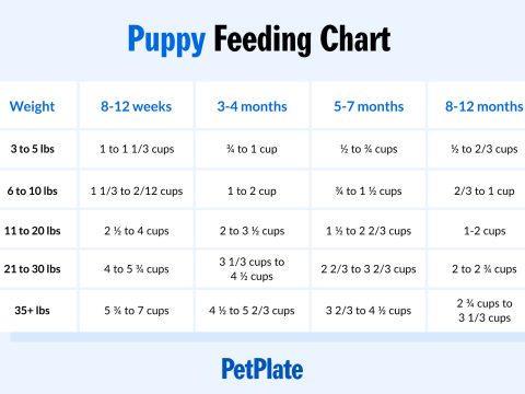 pitbull puppy food chart