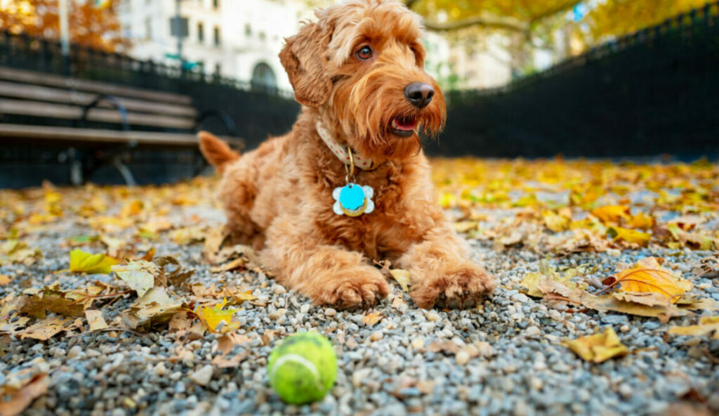 Best Pet Health Insurance & Supplies Plus + Guide post thumbnail image