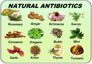 natural antibiotics for virus