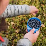 everything you need to know about bilberry extract