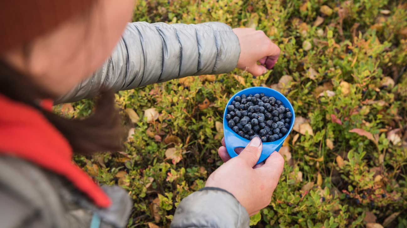 everything you need to know about bilberry