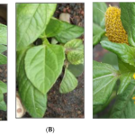spilanthes acmella a natural remedy for various health issues