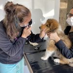 discover top rated vets in charlotte and revolutionize your pets health