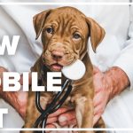 unlock the secrets discoveries in charlotte veterinary care