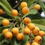 unlock the wonders of loquats discover surprising health benefits